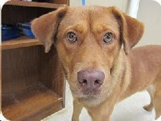 Labrador Retriever-Unknown Mix Dogs for adoption in Laingsburg, MI, USA