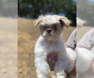 Shih Tzu Dogs for adoption in San Martin, CA, USA