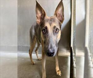 German Shepherd Dog-Unknown Mix Dogs for adoption in San Bernardino, CA, USA