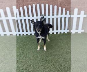 Australian Shepherd-Unknown Mix Dogs for adoption in Modesto, CA, USA