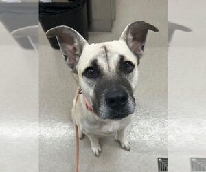 Catahoula Leopard Dog-German Shepherd Dog Mix Dogs for adoption in Baytown, TX, USA