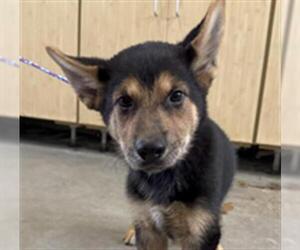 German Shepherd Dog Dogs for adoption in Camarillo, CA, USA