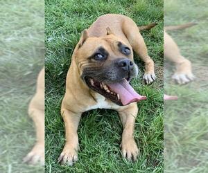American Pit Bull Terrier-Unknown Mix Dogs for adoption in Riverside, CA, USA