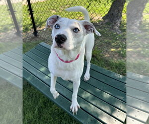 Mutt Dogs for adoption in Evansville, IN, USA