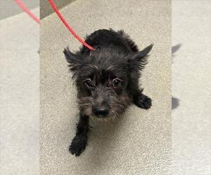 Mutt Dogs for adoption in Las Vegas, NV, USA