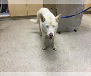 Siberian Husky Dogs for adoption in Riverside, CA, USA