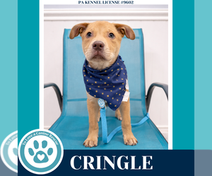 Medium Photo #2 Labrador Retriever-Unknown Mix Puppy For Sale in Kimberton, PA, USA