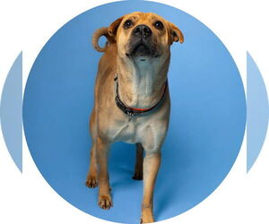 Mutt Dogs for adoption in Rowlett, TX, USA