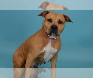 American Bulldog-Unknown Mix Dogs for adoption in West Palm Beach, FL, USA