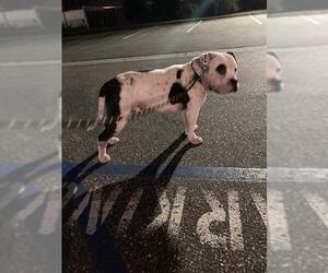 Bulldog-Unknown Mix Dogs for adoption in Camarillo, CA, USA