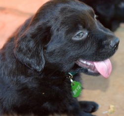 Borador Dogs for adoption in Penngrove, CA, USA