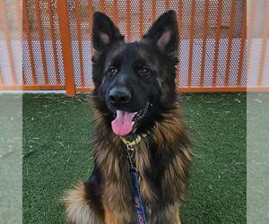 German Shepherd Dog-Unknown Mix Dogs for adoption in Las Vegas, NV, USA