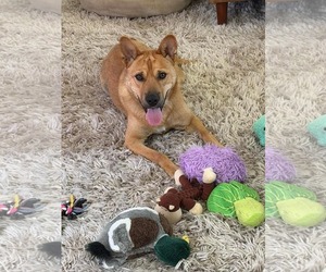Mutt Dogs for adoption in Menifee, CA, USA