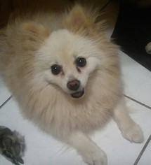 Pomeranian Dogs for adoption in Fort Lauderdale, FL, USA