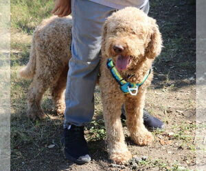 Goldendoodle Dogs for adoption in Bandera, TX, USA