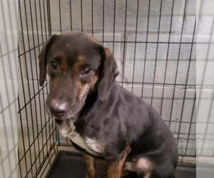Border Collie Dogs for adoption in Roanoke, VA, USA