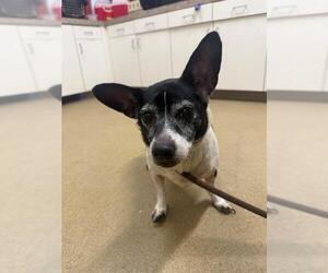 Chihuahua-Unknown Mix Dogs for adoption in Santa Maria, CA, USA