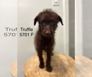 Poodle (Standard) Dogs for adoption in Studio City, CA, USA