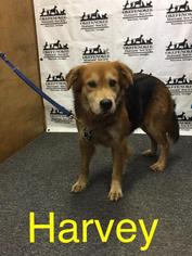 Chow Chow Dogs for adoption in Waycross, GA, USA