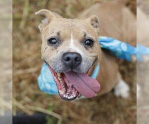 American Staffordshire Terrier-Unknown Mix Dogs for adoption in San Antonio, TX, USA