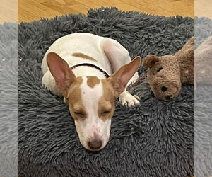 Jack Russell Terrier-Unknown Mix Dogs for adoption in Boston, MA, USA