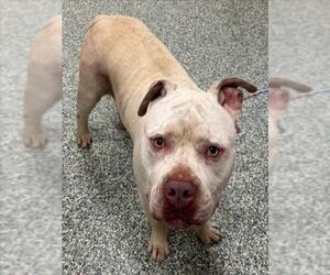American Bulldog-Unknown Mix Dogs for adoption in Salisbury, NC, USA