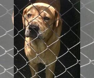 Affenpinscher-Bulldog Mix Dogs for adoption in Pembroke, GA, USA