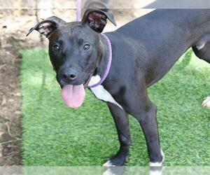 Labrador Retriever-Unknown Mix Dogs for adoption in Tallahassee, FL, USA