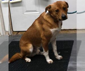 Mutt Dogs for adoption in Thief River Falls, MN, USA