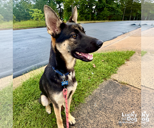 German Shepherd Dog-Unknown Mix Dogs for adoption in Washington, DC, USA