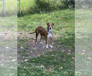 Australian Cattle Dog-Unknown Mix Dogs for adoption in Minneapolis, MN, USA