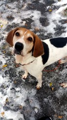 Treeing Walker Coonhound Dogs for adoption in Rochester, NY, USA