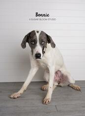 Catahoula Leopard Dog-Unknown Mix Dogs for adoption in Littleton, CO, USA