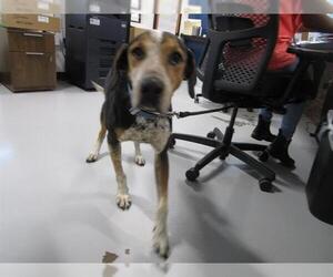 Treeing Walker Coonhound-Unknown Mix Dogs for adoption in Temple, TX, USA