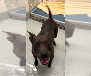 Staffordshire Bull Terrier-Unknown Mix Dogs for adoption in Plano, TX, USA