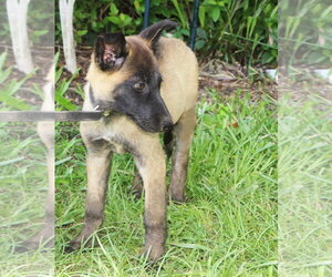 German Shepherd Dog Dogs for adoption in Holly Hill, SC, USA