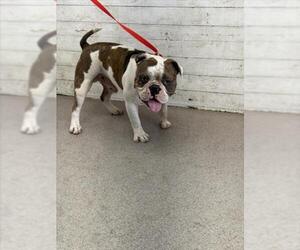 Bulldog Dogs for adoption in San Bernardino, CA, USA