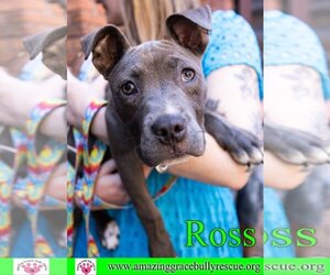 American Staffordshire Terrier-Unknown Mix Dogs for adoption in Pensacola, FL, USA