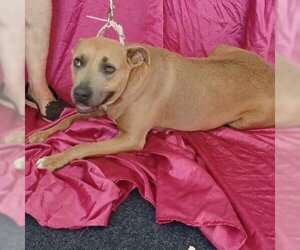 American Staffordshire Terrier Dogs for adoption in Spring, TX, USA