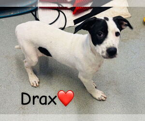 Lab-Pointer Dogs for adoption in Sterling, MA, USA