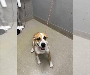 American Pit Bull Terrier-Unknown Mix Dogs for adoption in Las Vegas, NV, USA