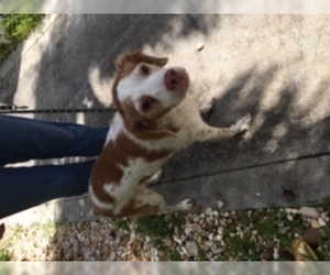 Brittany Dogs for adoption in ft lauderdale, FL, USA