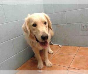 Golden Retriever Dogs for adoption in Downey, CA, USA