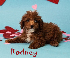 Medium Photo #1 Poodle (Miniature) Puppy For Sale in Shreveport, LA, USA