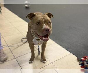 American Pit Bull Terrier Dogs for adoption in Pasadena, CA, USA