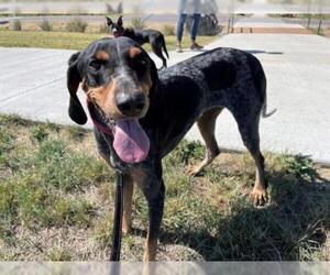 Bluetick Coonhound Dogs for adoption in Brighton, CO, USA