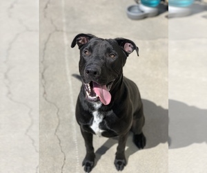 Great Dane-Labrador Retriever Mix Dogs for adoption in Sonora, CA, USA