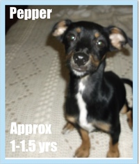 Chiweenie Dogs for adoption in Columbia, TN, USA
