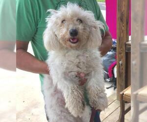 Poodle (Miniature) Dogs for adoption in Livingston, TX, USA