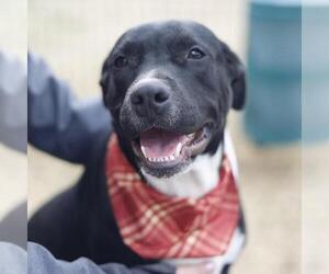 Mutt Dogs for adoption in San Antonio, TX, USA